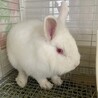 師走っこ　真っ白な美人さん　あなちゃん　 サムネイル3