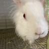 師走っこ　真っ白な美人さん　あなちゃん　 サムネイル4