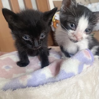 元気いっぱいで可愛い子猫