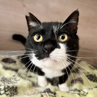 でっか猫はにゃ