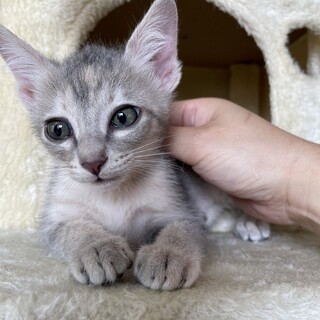 【兄弟譲渡①】グレー系ちゃん