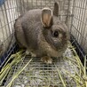 いちごっこ　のいちゃん サムネイル3