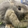 いちごっこ　のいちゃん サムネイル4