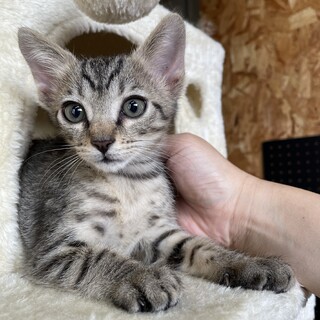 【兄弟譲渡①】キジトラちゃん（女の子？）