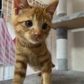 人馴れ抜群！甘えん坊な茶トラくん
