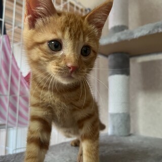 人馴れ抜群！甘えん坊な茶トラくん