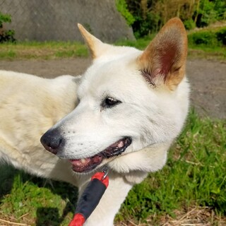 穏やかはなちゃん