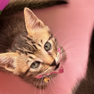 生後1か月半のなつこい男の子