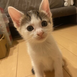 子猫の里親様募集  すずちゃん