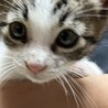 元気いっぱい！遊ぶのが大好きな男の子 サムネイル3