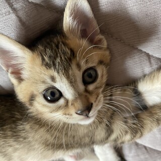 子猫の里親様募集  らんちゃん