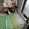 うさちゃんの遊び場