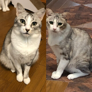 添い寝してほしい兄妹！超甘えん坊