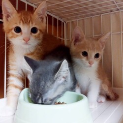 in春日井市☆何と子猫が５０匹～の超子猫大祭！☆2023年7月1日（土）～ ちーむ にゃいんず