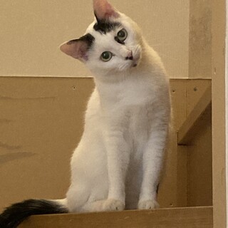 可憐で小柄な白黒女子すーちゃん