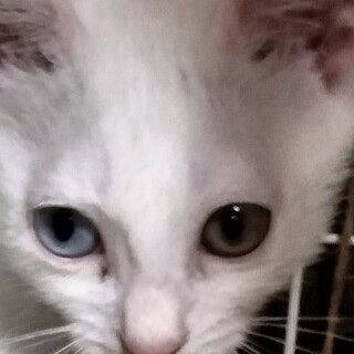 オッドアイ（金目銀目）の純白子猫2か月