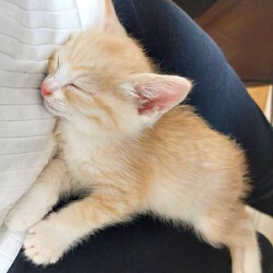 in瀬戸市☆何と子猫が５０匹～の超子猫大祭！☆2023年7月2日（日）～ ちーむ にゃいんず