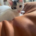 子猫里親様募集