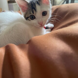 子猫里親様募集