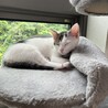 子猫里親様募集 サムネイル2