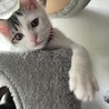 子猫里親様募集 サムネイル3