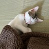 子猫里親様募集 サムネイル4