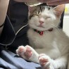子猫里親様募集 サムネイル5
