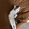 子猫里親様募集 サムネイル6