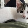 子猫里親様募集 サムネイル7