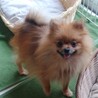 ポメラニアン女の子２歳くらい サムネイル2