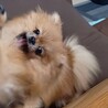 ポメラニアン女の子２歳くらい サムネイル3