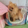 ポメラニアン女の子２歳くらい サムネイル4