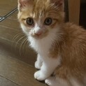 優しい家族を探しています。