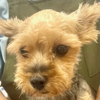 ヨークシャーテリアの女の子