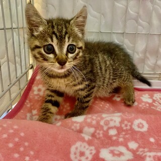 キュートなキジトラ　ぴっぴくん