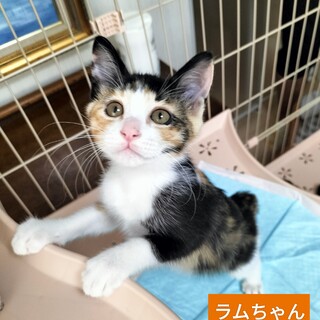 おかっぱ頭♡超マイペースミケジョ