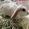 4歳のロップイヤーの女の子 サムネイル3