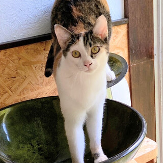 抱っこ大好きあまえんぼう姫♪サクラ