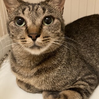 9/3譲渡会参加ちいさなキジトラ女子わかば