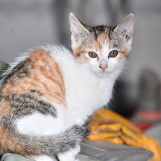 【県外可】子猫ミケ姉妹のファミリー募集