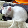 おでこに灰色柄入り白猫♡ふわふわ元気でよく寝る子♀ サムネイル3