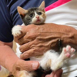 愛嬌たっぷり三毛仔猫ちゃん