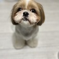 シーズー3歳 里親募集