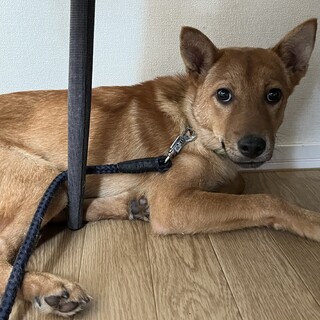 推定6ヶ月優しくおとなしく怖がりのレオ