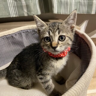 （誤って重複投稿）おめめクリクリの女の子顔