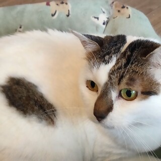 【1/18譲渡会】コアラみたいなダニエル！