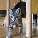 生後約2ヶ月の子猫です