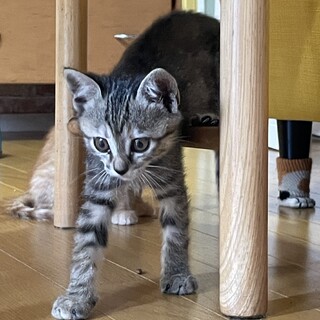 生後約2ヶ月の子猫です