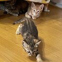 生後約2ヶ月の子猫