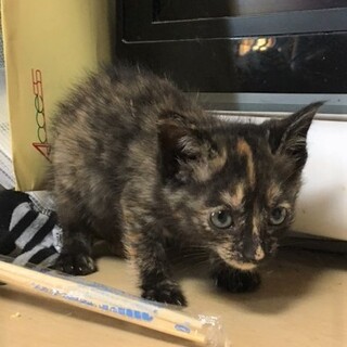 飼いやすい！愛らしく性格が良いサビの2か月の女の仔